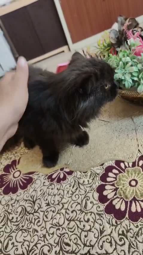 Persian, farm video