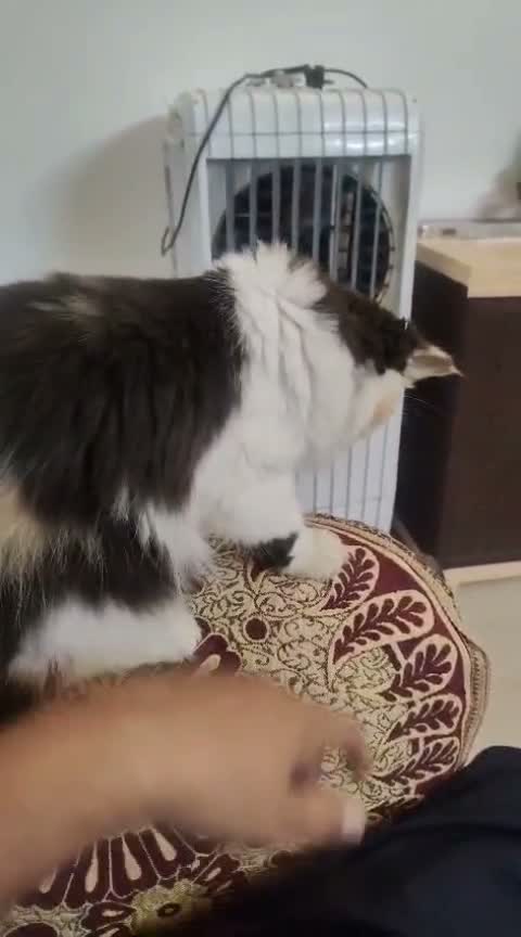 Persian, farm video