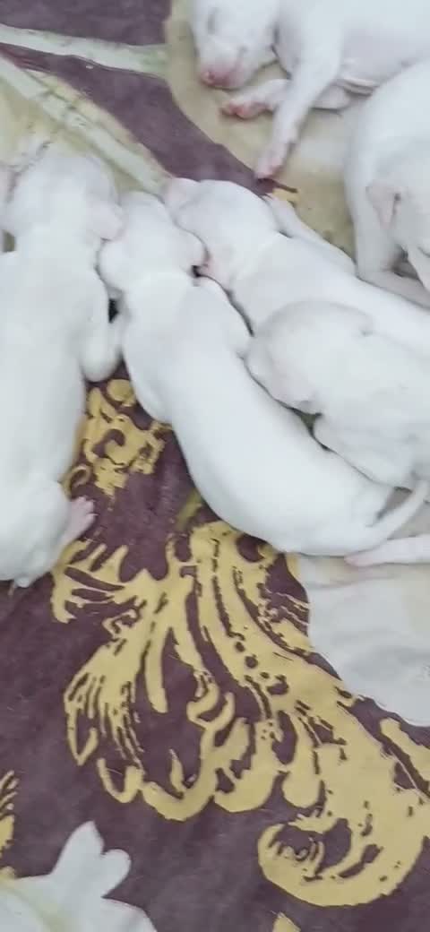 Rajapalayam Puppy, farm video