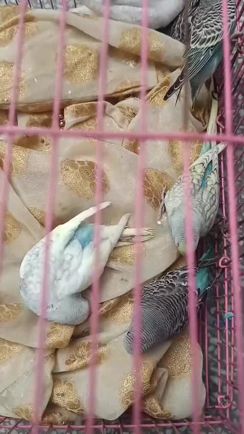 Budgies, farm video