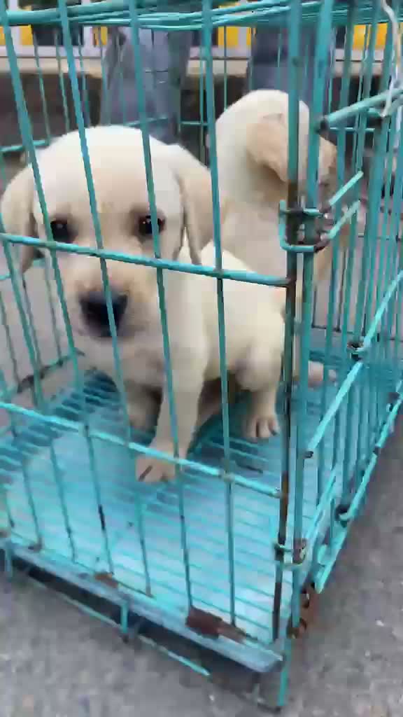 Beagle Black & Tan Puppy, farm video