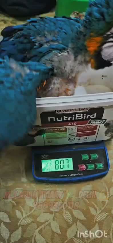 Blue & Gold Macaw, farm video