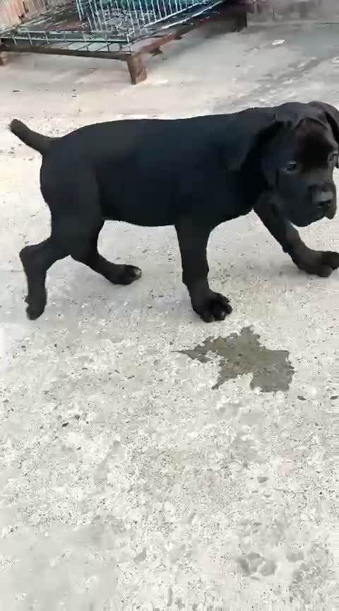 Cane Corso Puppy, farm video
