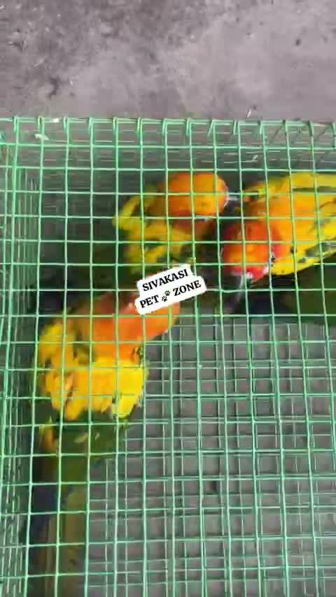 Small Cheek Conure, farm video