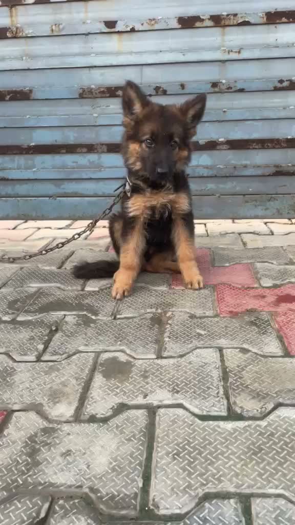 German Shepherd Puppy, farm video
