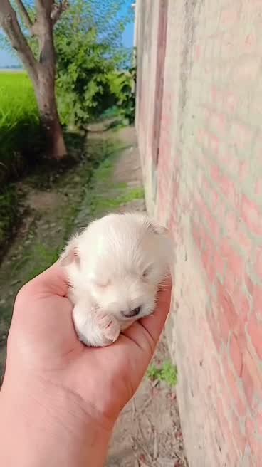 Pomeranian Puppy, farm video