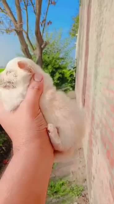 Pomeranian Puppy, farm video
