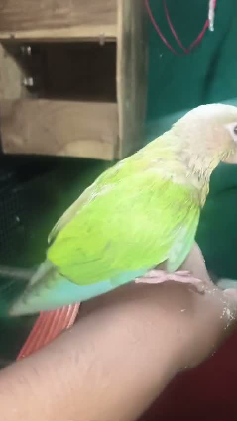 Pineapple Headed Conure, farm video