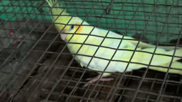 Cockatiel, farm video