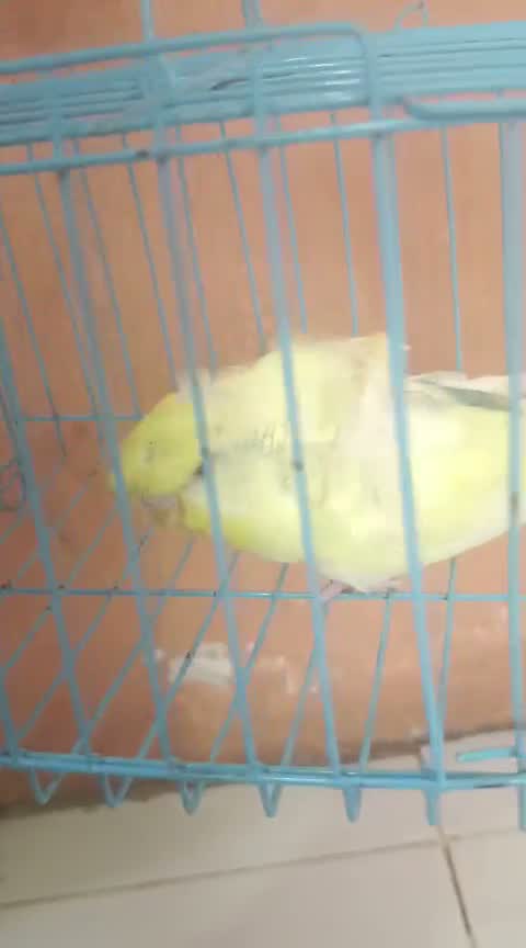 Helicopter Budgies, farm video
