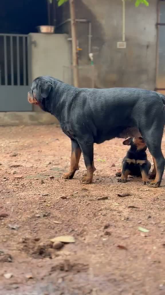 Rottweiler Puppy, farm video