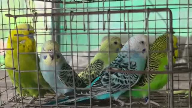 Budgies | Fallow, farm video