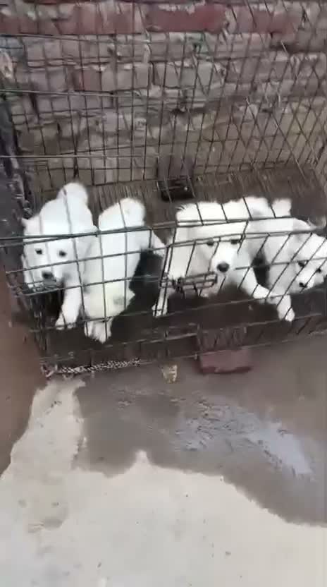Pomeranian Puppy, farm video