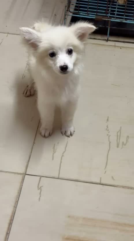 Pomeranian Puppy, farm video