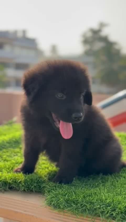 German Shepherd Puppy, farm video