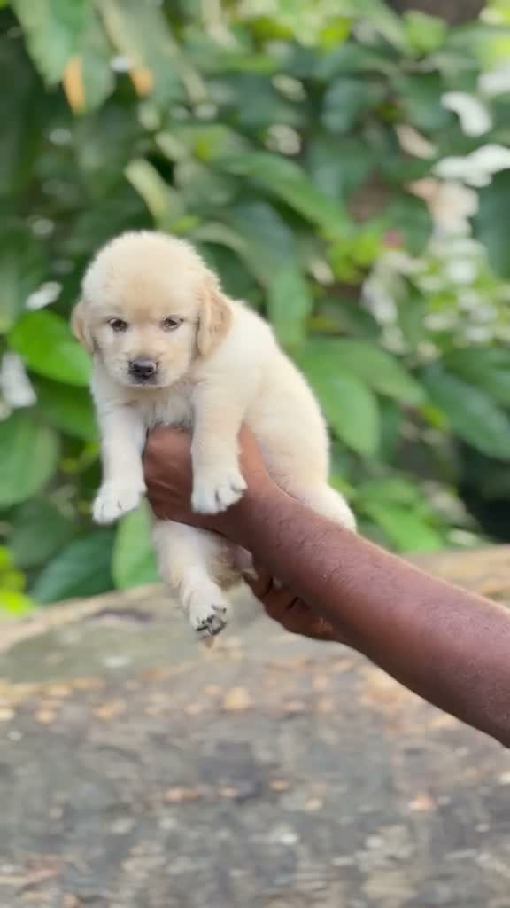 Golden Retriever, farm video
