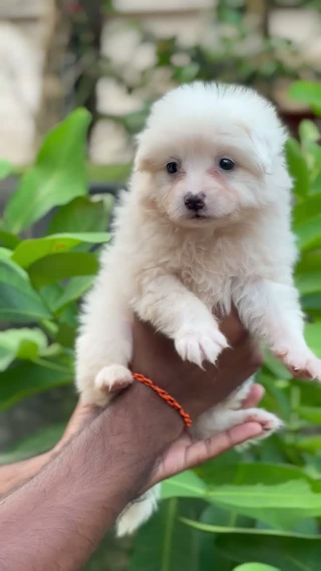 Pomeranian Puppy, farm video