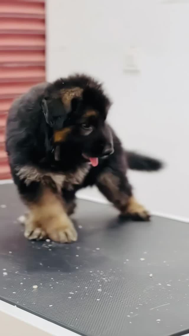 German Shepherd Puppy, farm video