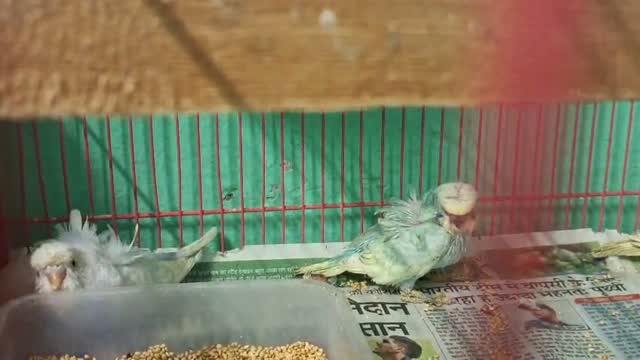 Homer Pigeon, farm video