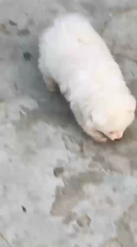 Pomeranian Puppy, farm video