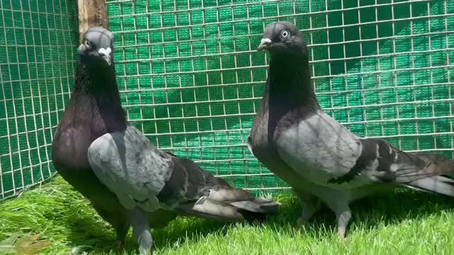 Highflyer Pigeon, farm video