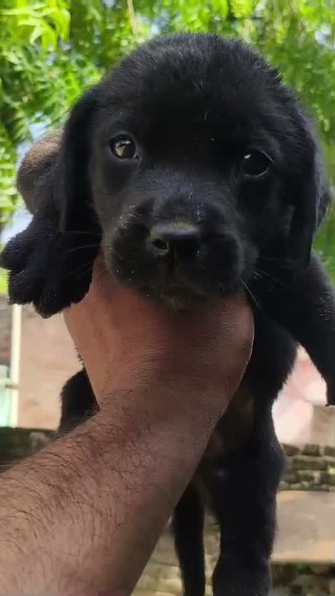 Beagle Black & Tan Puppy, farm video