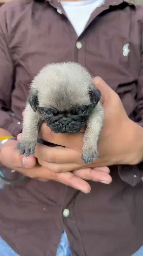 Pug Puppy, farm video