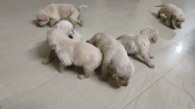 Beagle Black & Tan Puppy, farm video