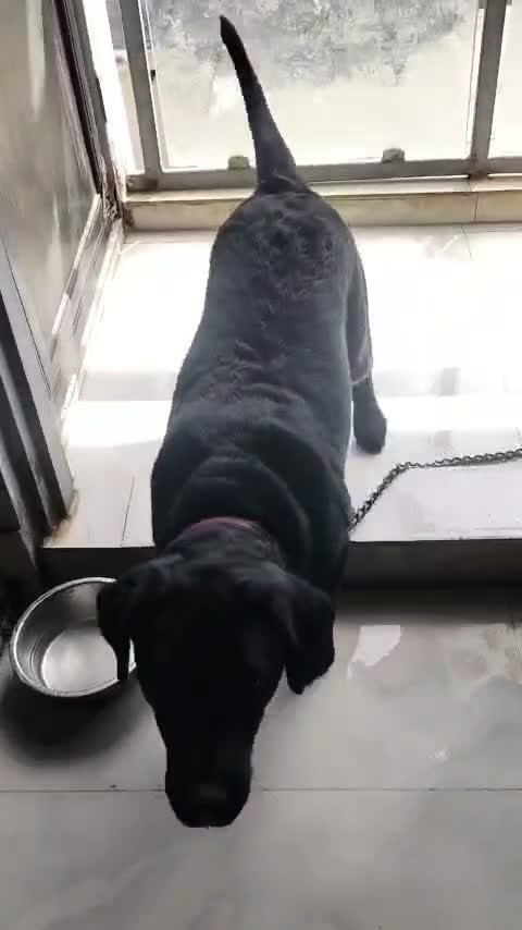 Beagle Black & Tan Puppy, farm video