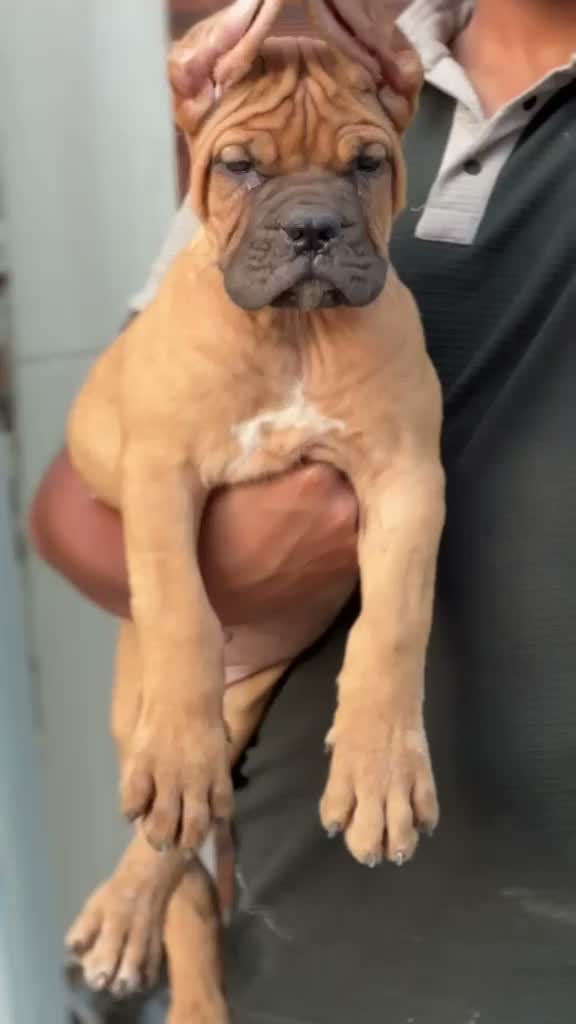Cane Corso Puppy, farm video