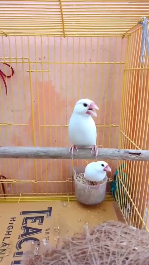 Java Sparrow, farm video