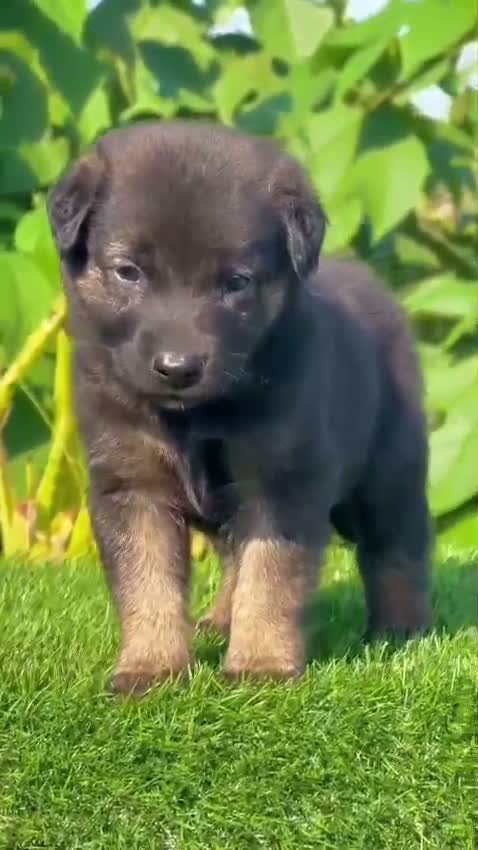 German Shepherd Puppy, farm video