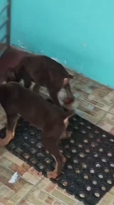 Doberman Pinscher Puppy, farm video