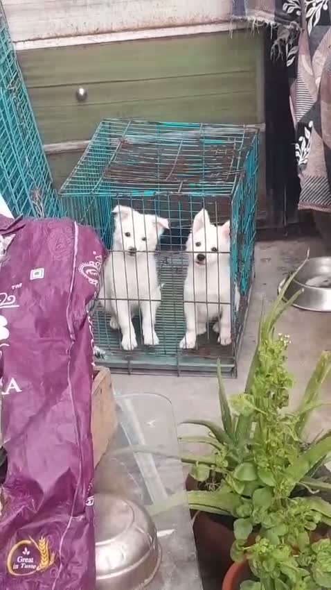 Pomeranian Puppy, farm video