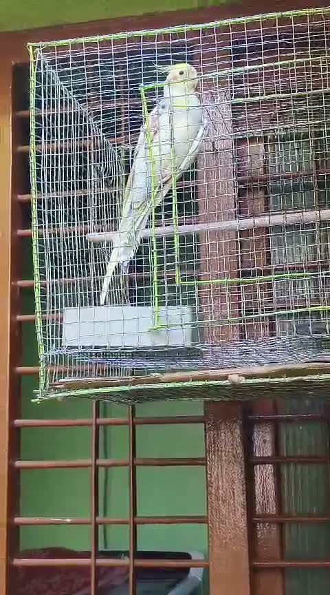 Cockatiel, farm video