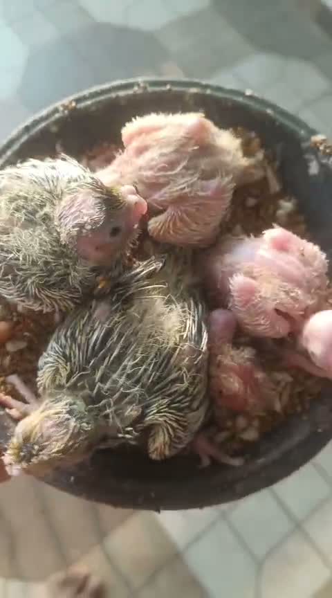 Cockatiel, farm video