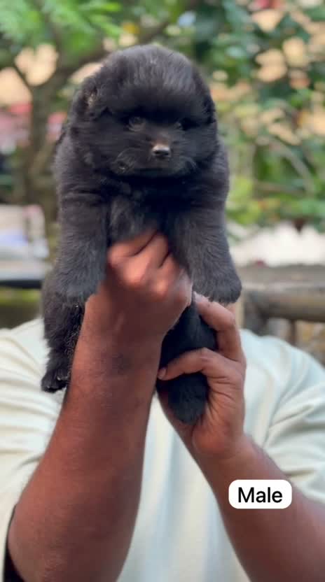 Pomeranian Puppy, farm video