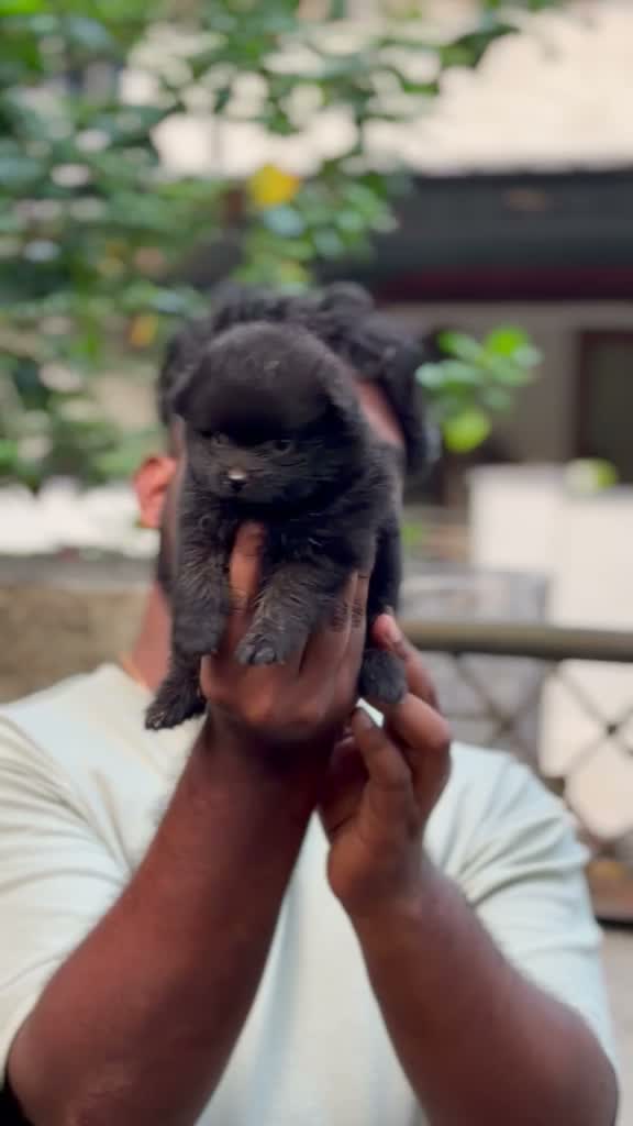 Pomeranian Puppy, farm video