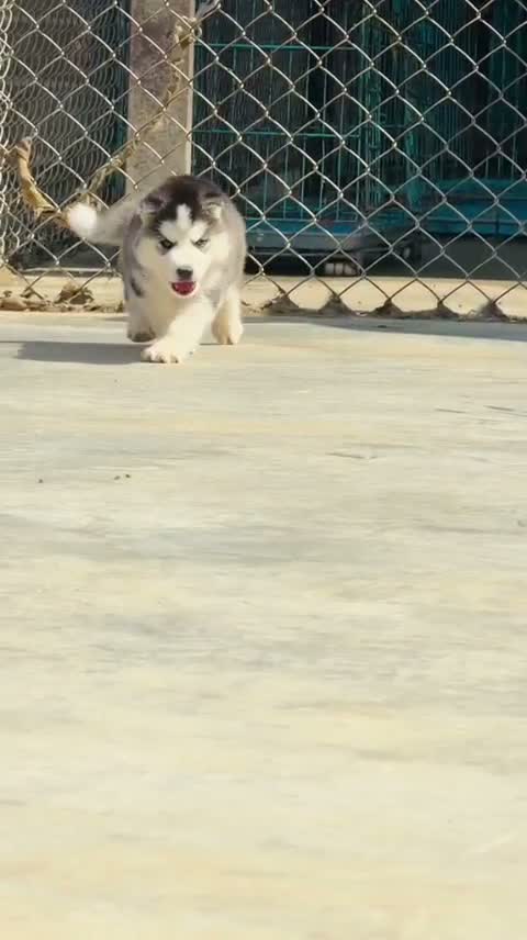 Siberian Husky Puppy | Black & White Color, farm video