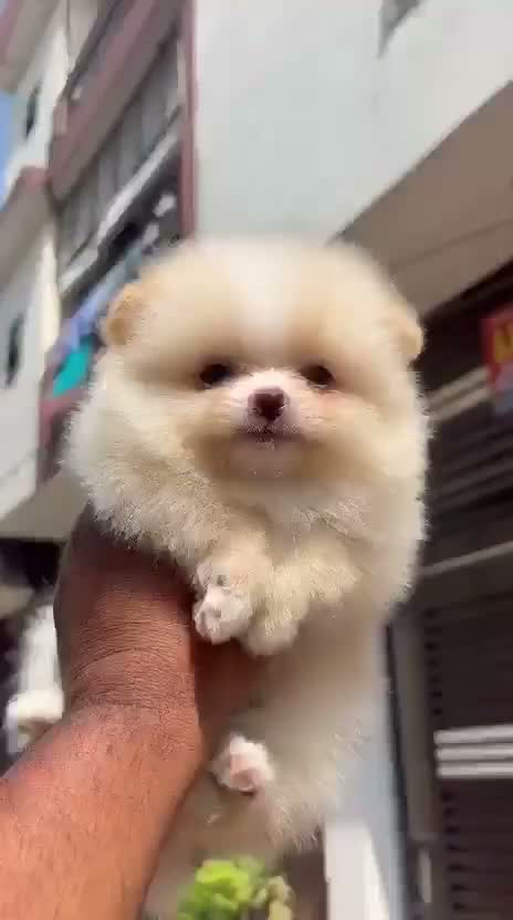 Pomeranian Puppy, farm video