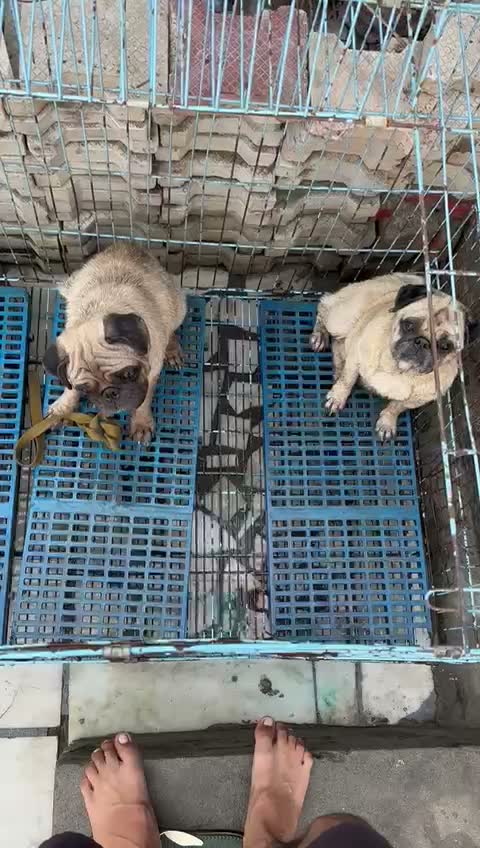Dachshund Puppy, farm video