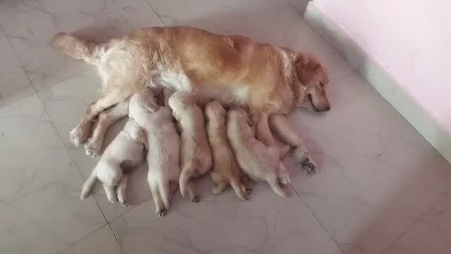Labrador Retriever Puppy, farm video
