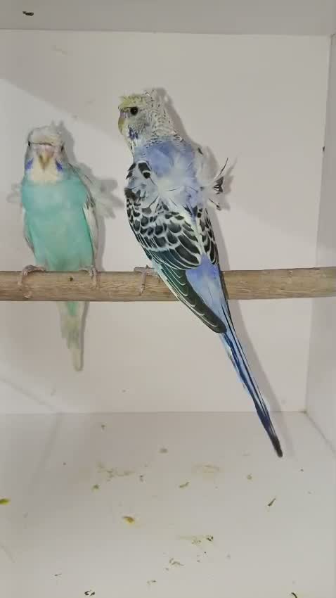 Tumbler Pigeon, farm video