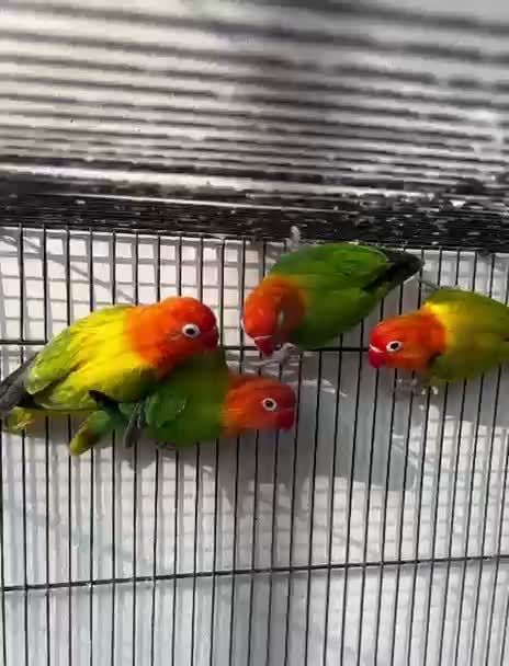 African Love Birds, farm video