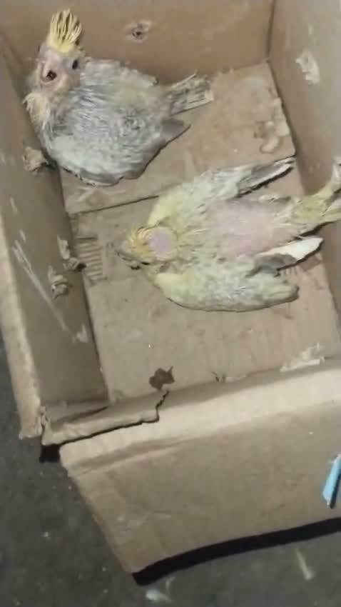 Cockatiel, farm video