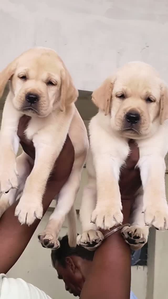 Dachshund Puppy, farm video