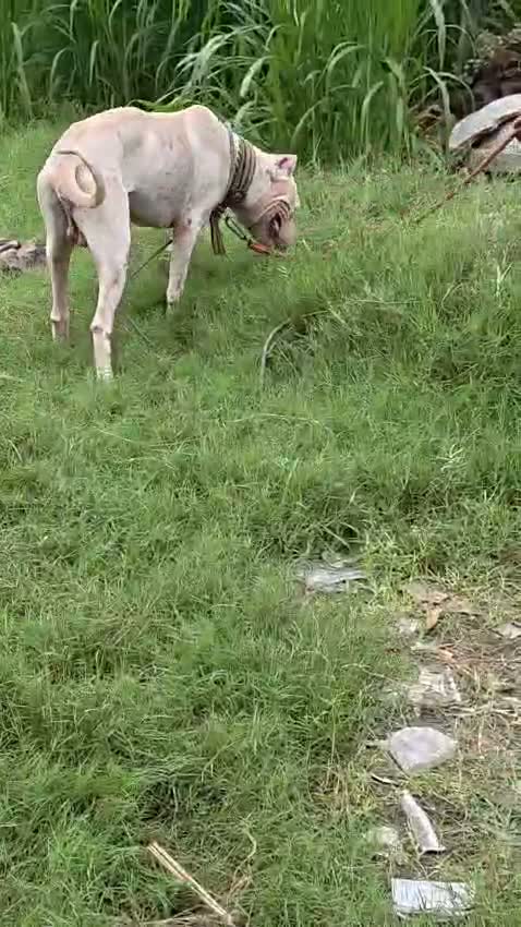 Dogo Argentino Puppy, farm video