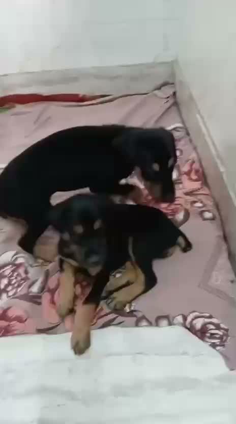 Doberman Pinscher Puppy, farm video