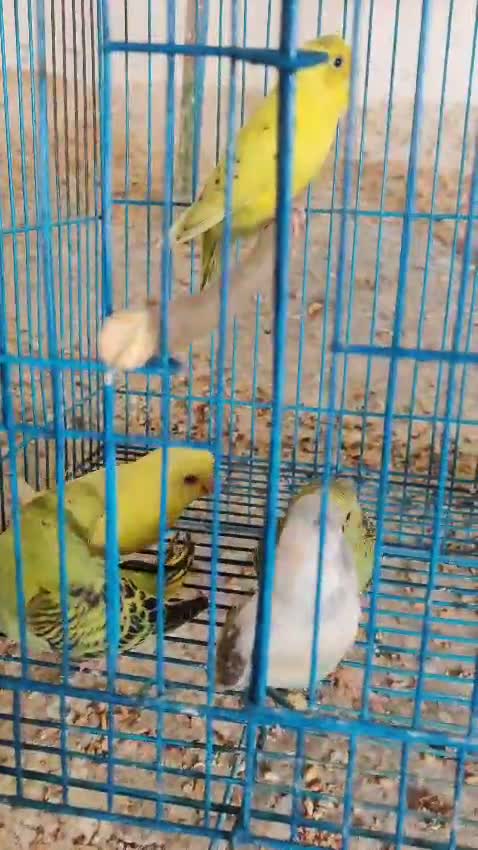 Budgies | Fallow, farm video
