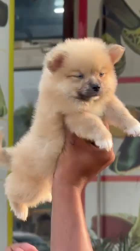 Culture Pom Puppy, farm video